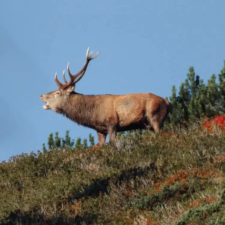 Hirsch am Röhren